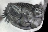 Triple Coltraneia Trilobite Association - Huge Faceted Eyes #87581-3